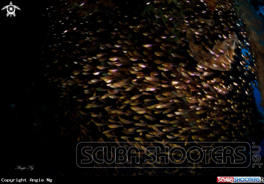 A Glassfish 