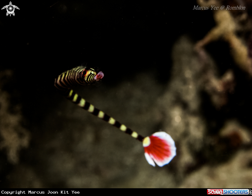 A Pipefish
