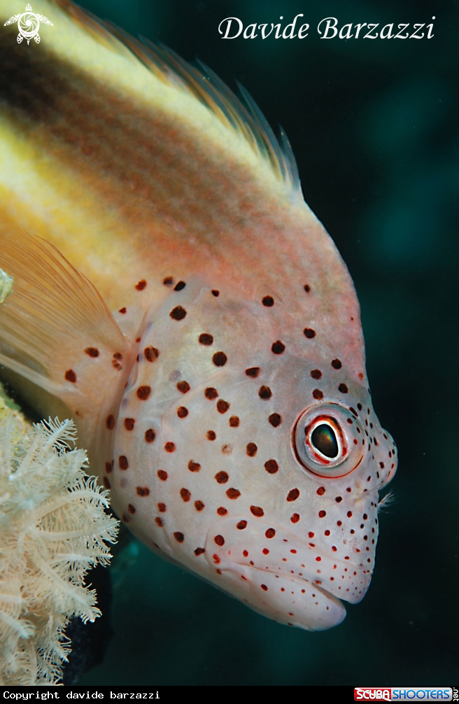 A Hawkfish