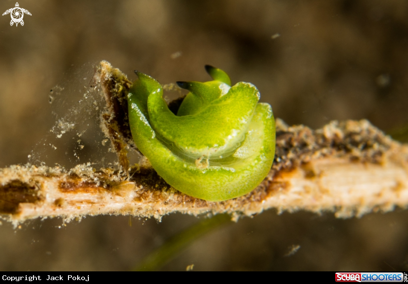 A Sapsucking slug