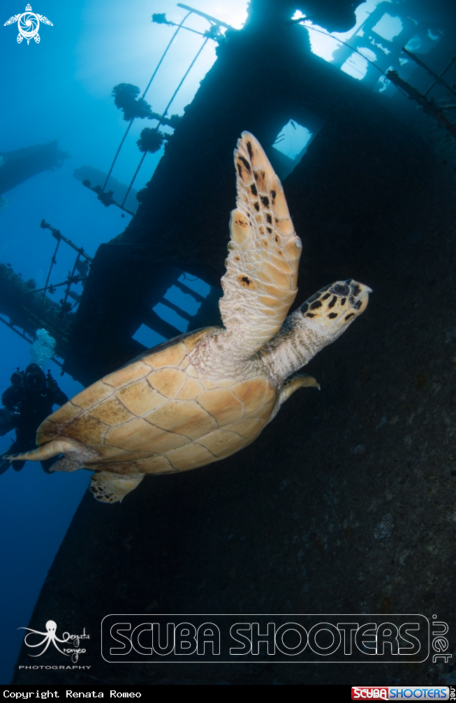 A Hawksbill Turtle