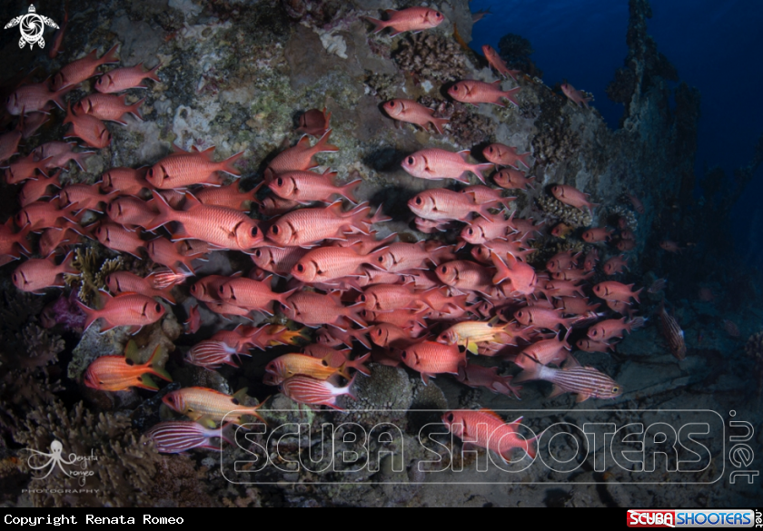 A Blotcheye Soldierfish,Crown Squirrelfish