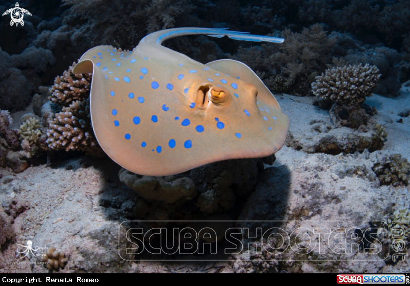 A Blue spotted Stingray