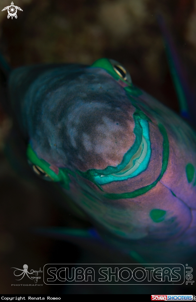 A Parrotfish