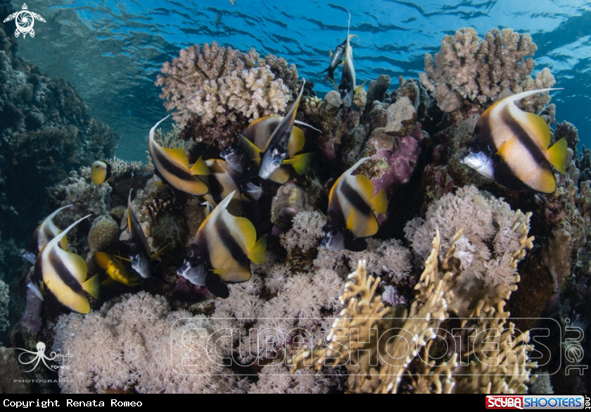 A Bannerfish