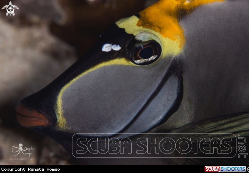 A Surgeon Fish
