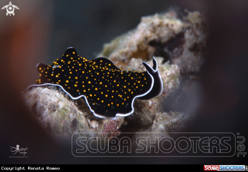 A yellow-spotted flatworm
