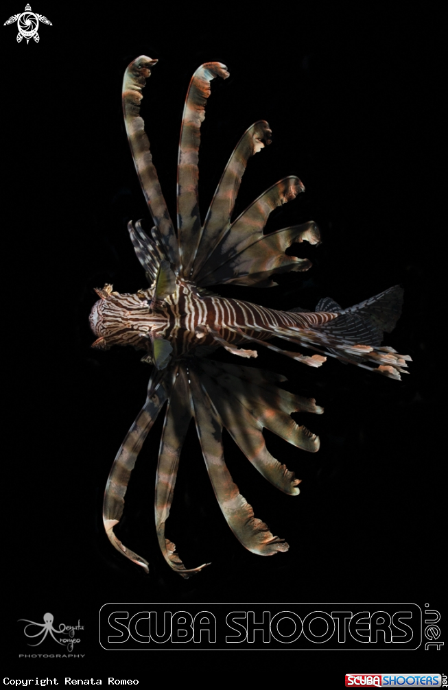 A Lionfish