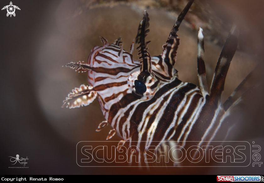 A Lionfish