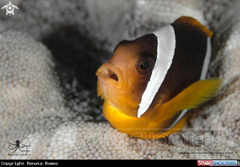 A Clown fish