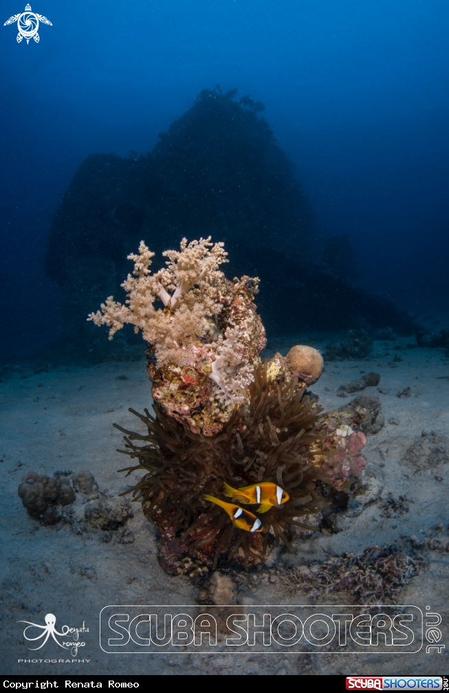 A Sea Anemone