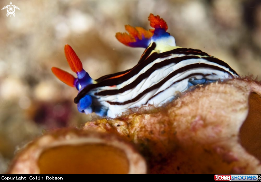 A nudibranch
