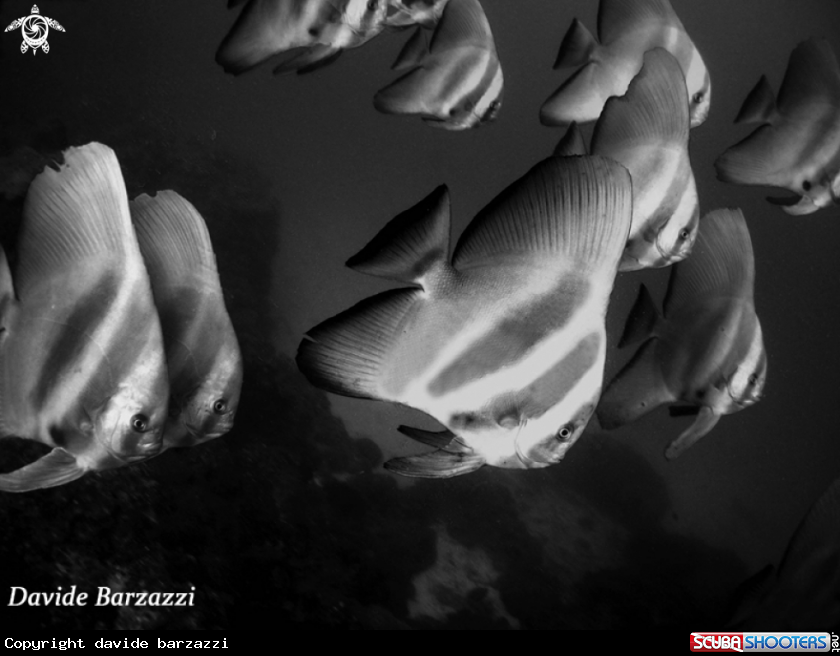 A Batfish