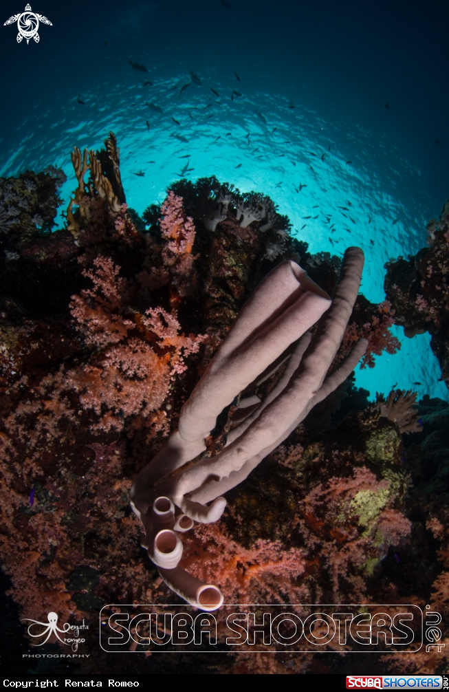 A Tube coral