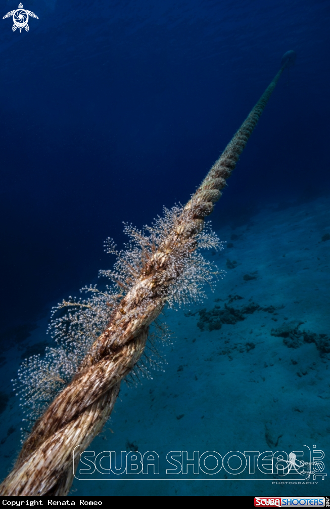 A Rope