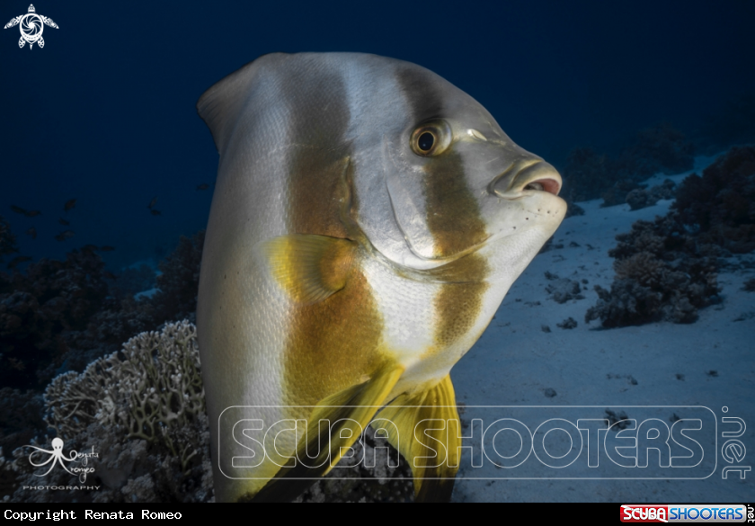 A Batfish