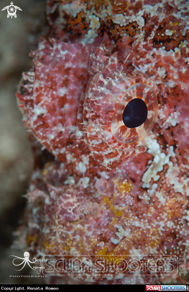 A Scorpionfish