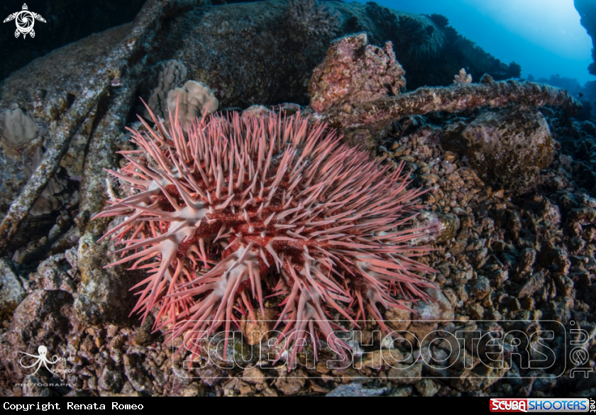 A Crown of thorns