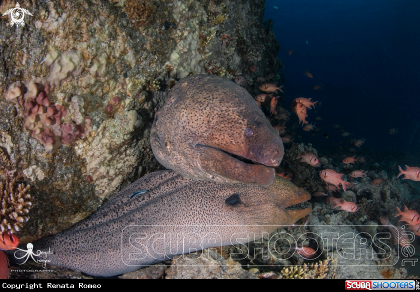 A Moray eel