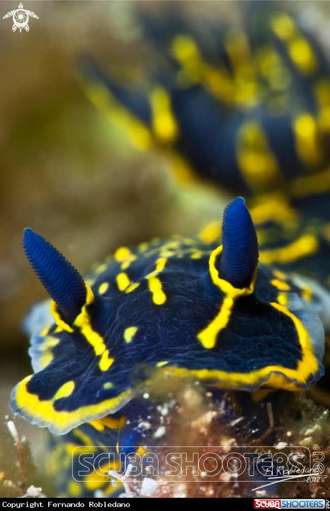 A Nudibranch