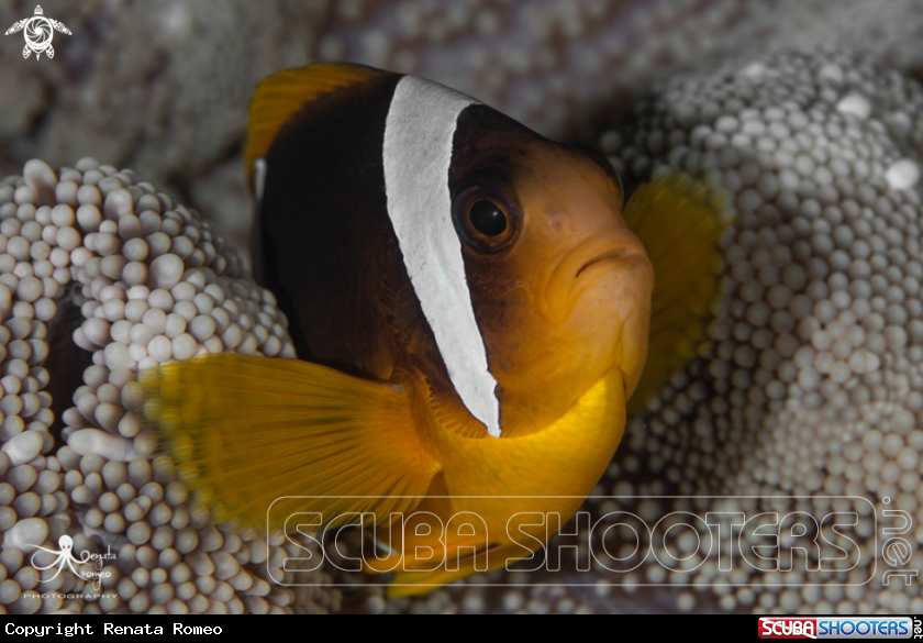 A Clown fish