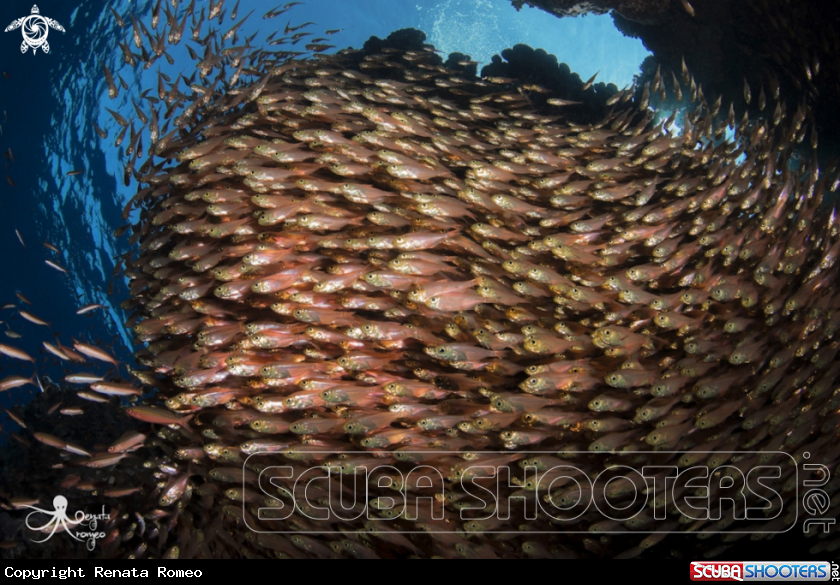 A Glassfish