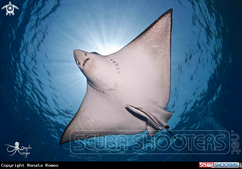 A Eagle ray