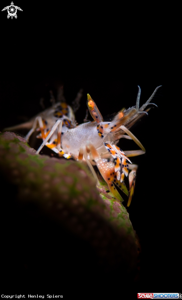 A Tiger Shrimp