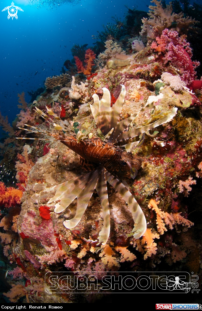 A Lionfish