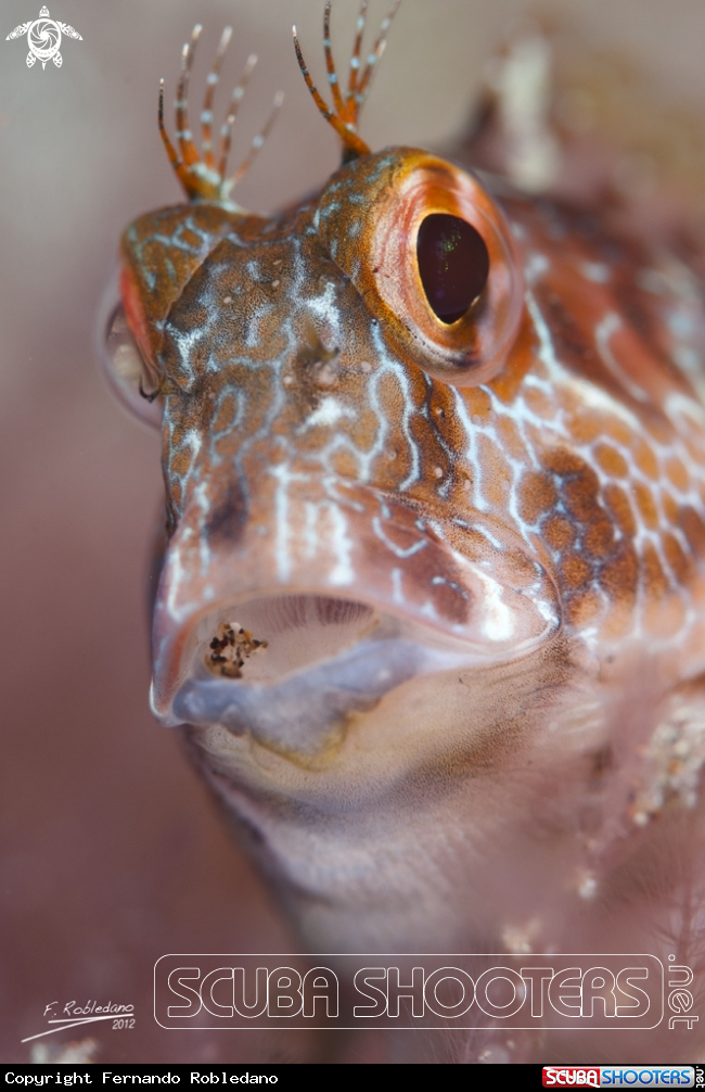 A Blenny