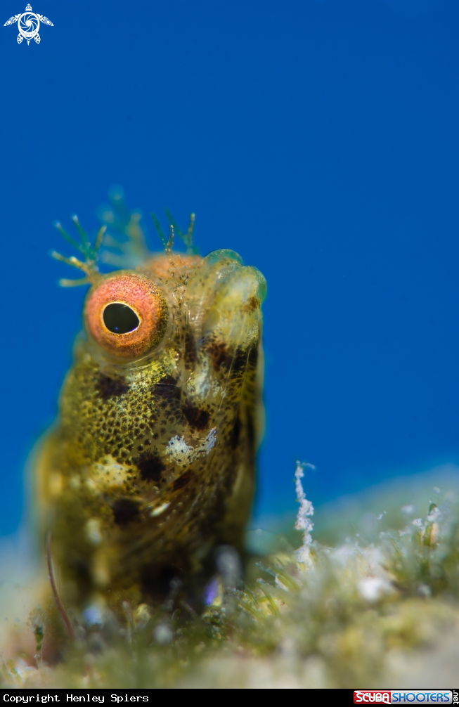 A Golden Roughead Blenny