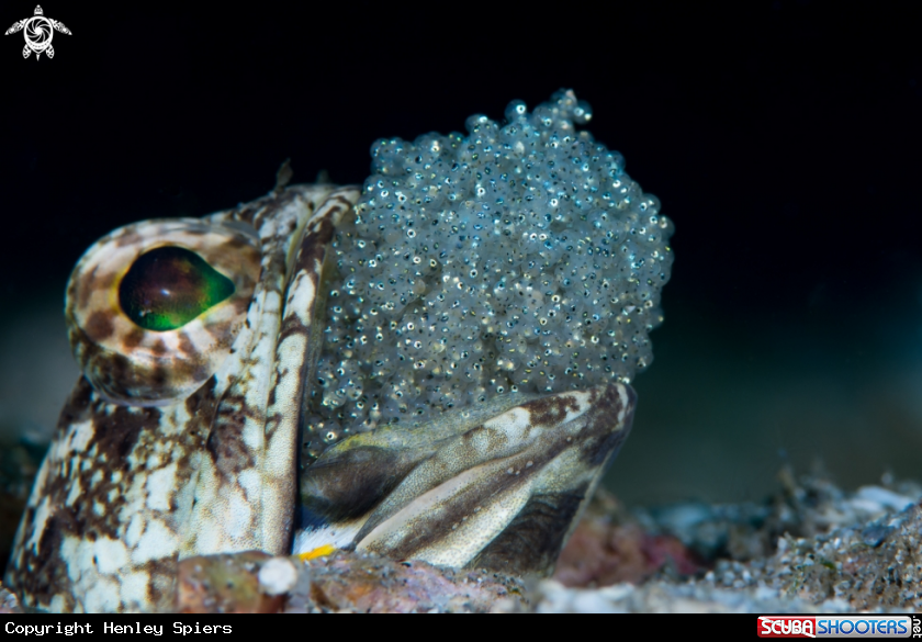 A Dusky Jawfish