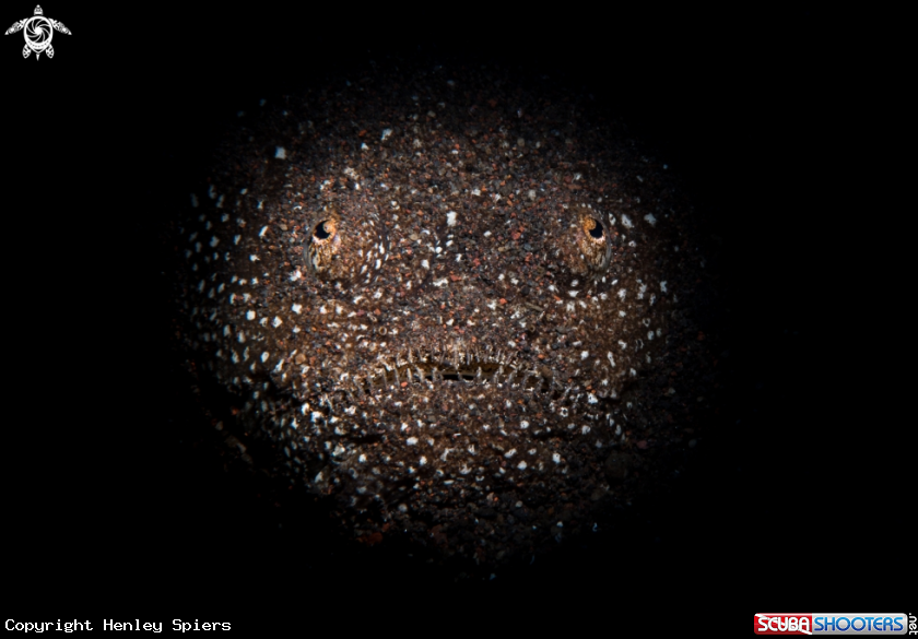A Stargazer 