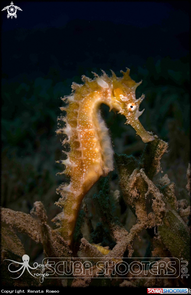 A Seahorse