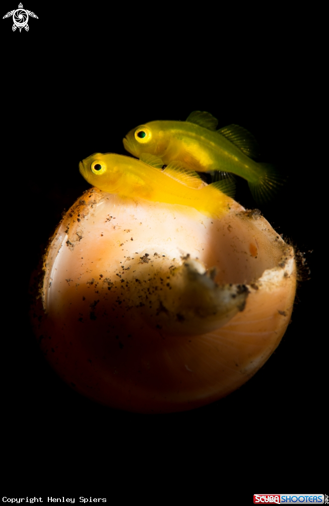 A Pygmy Yellow Gobies