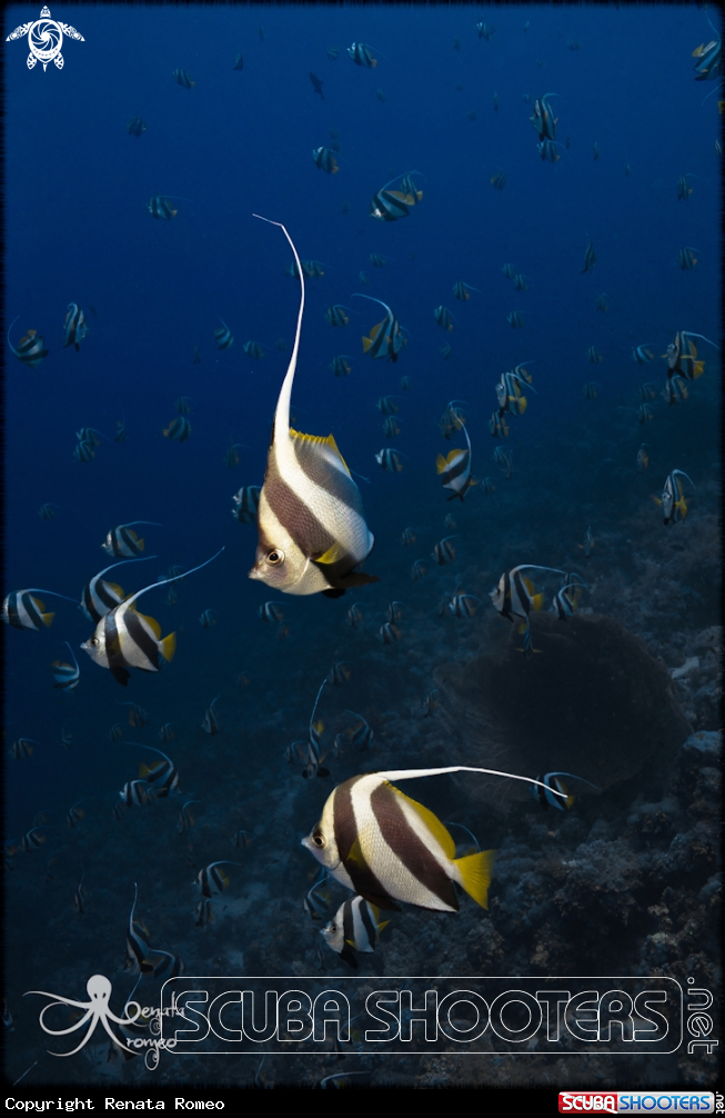 A Banner fish