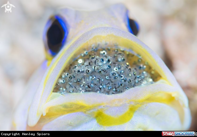 A Yellowhead Jawfish