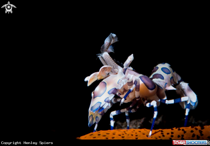 A Harlequin Shrimp