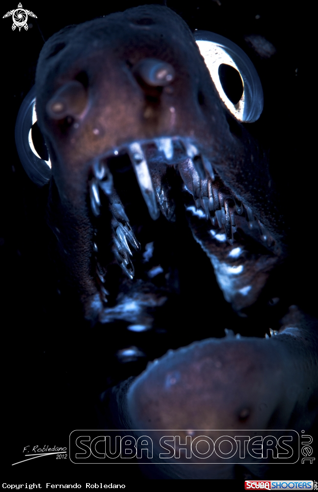 A Moray eel 