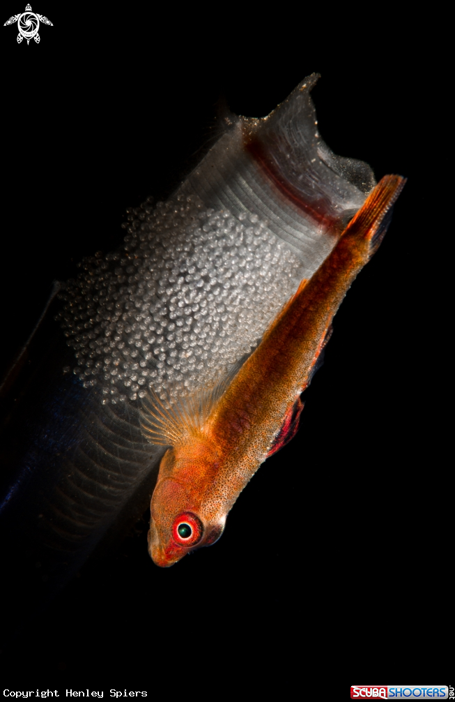 A Goby and Eggs