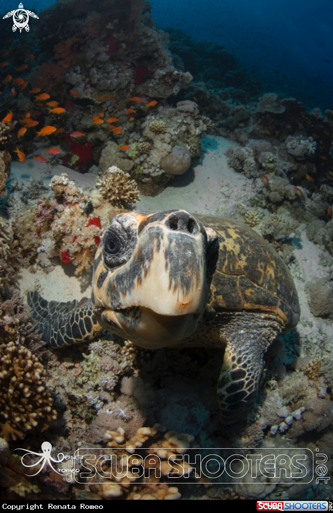 A hawksbill turtles