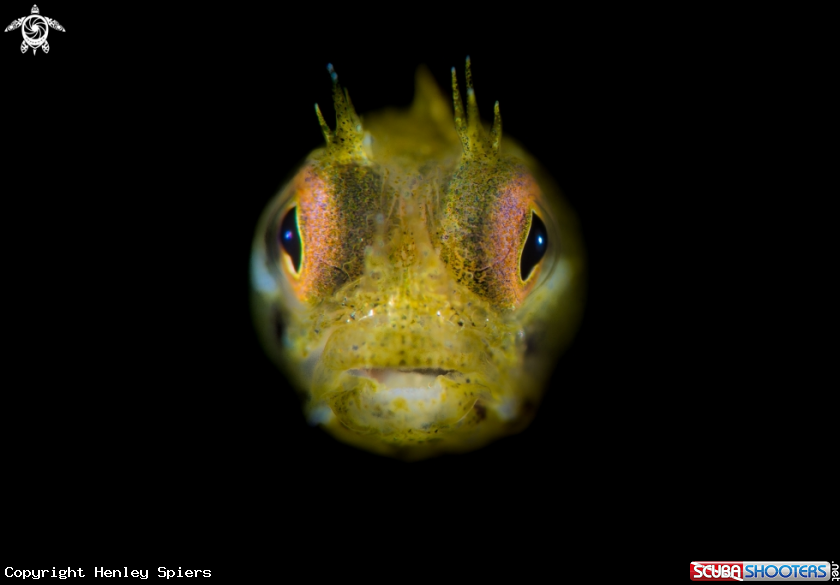 A Golden Roughead Blenny