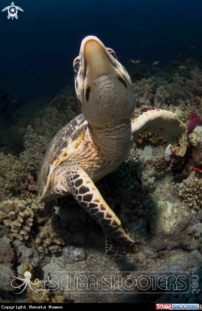 A hawksbill turtles
