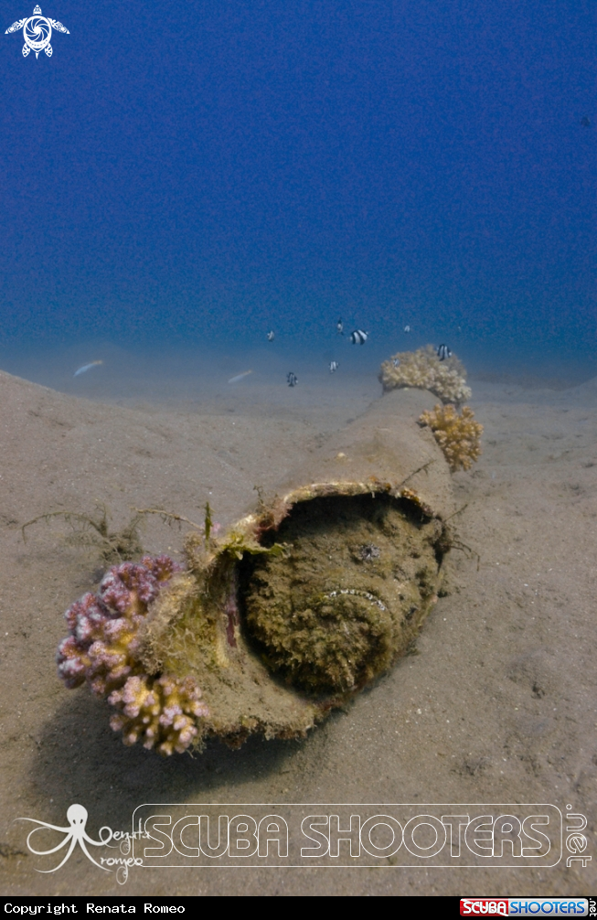 A Stonefish