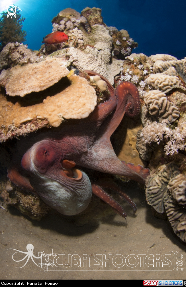 A Octopus