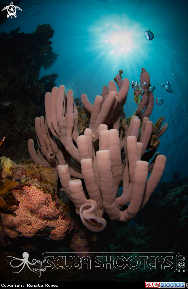 A tube coral