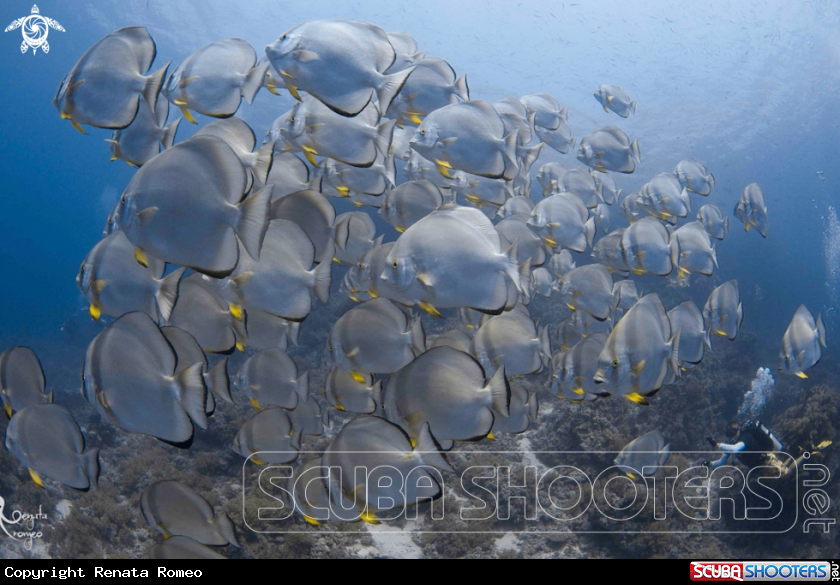 A batfish