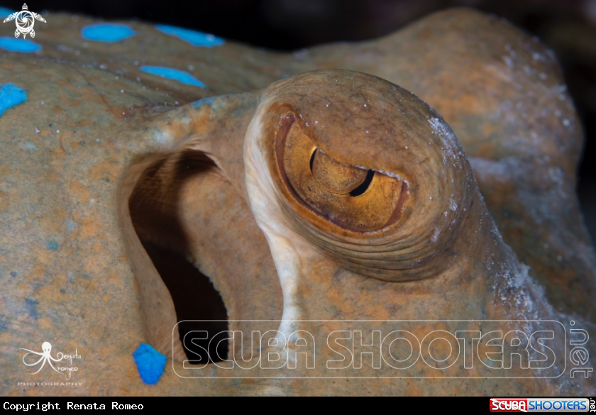 A bluespotted stingray