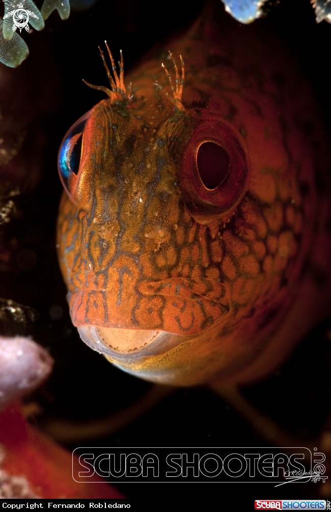 A Blenny