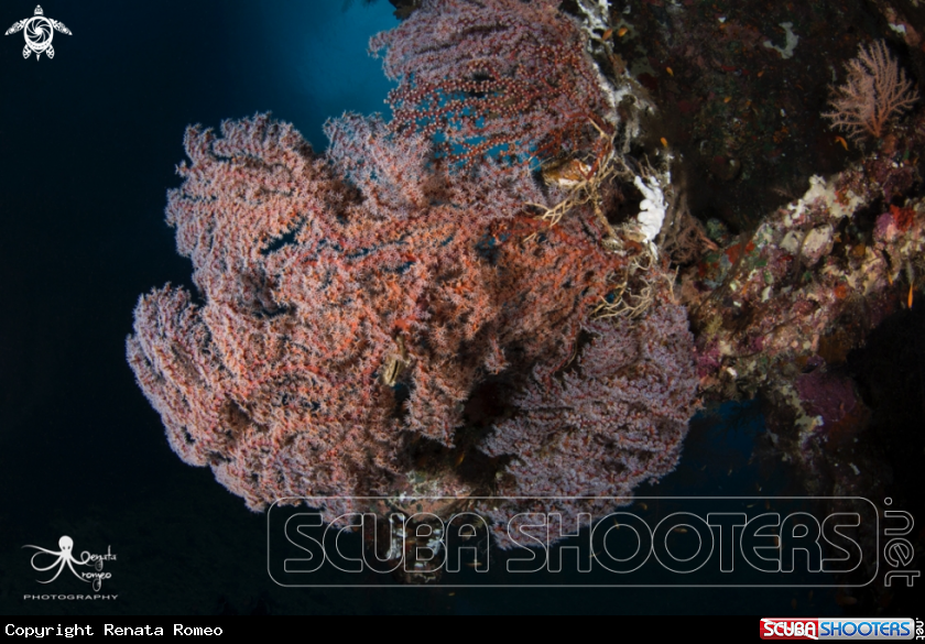 A Soft coral